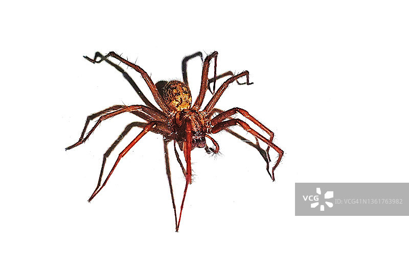 蜘蛛来了图片素材