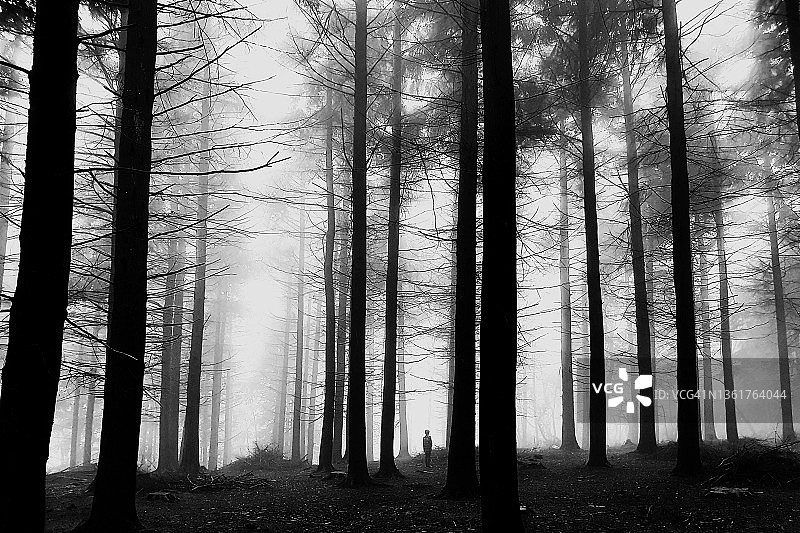 雾蒙蒙的森林图片素材