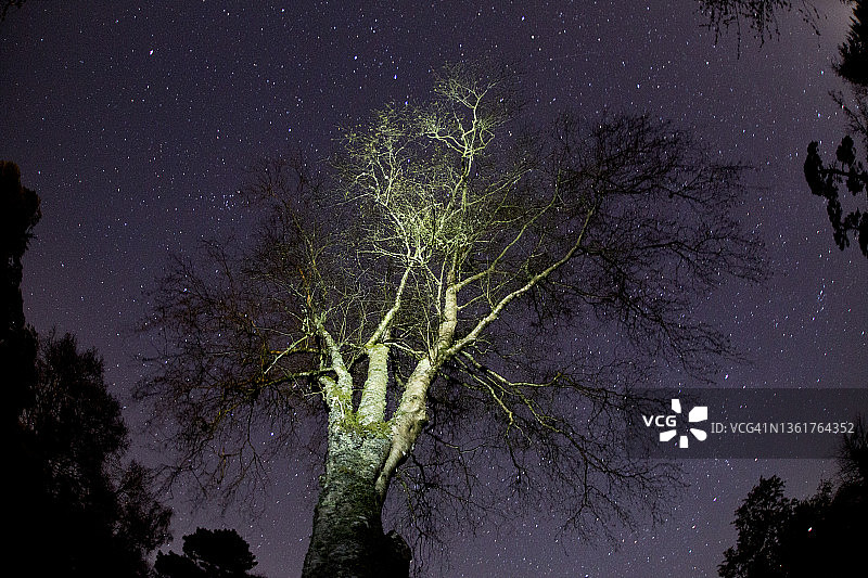 宇宙之枝图片素材