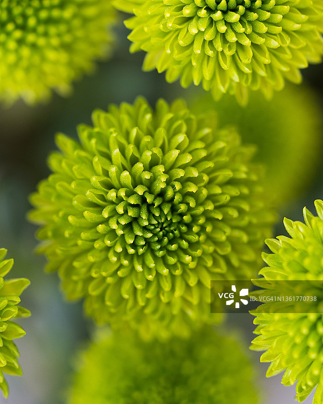 花园里阳光下色彩缤纷的黄色花朵图片素材