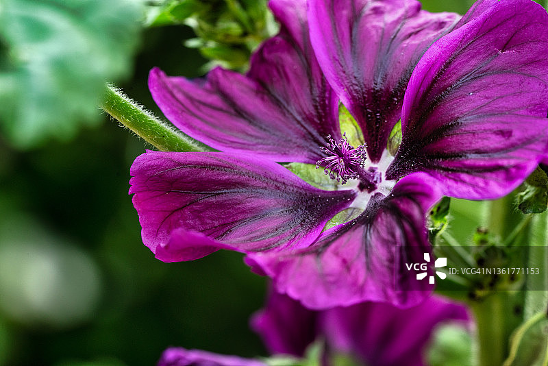 美丽的粉色花朵特写图片素材