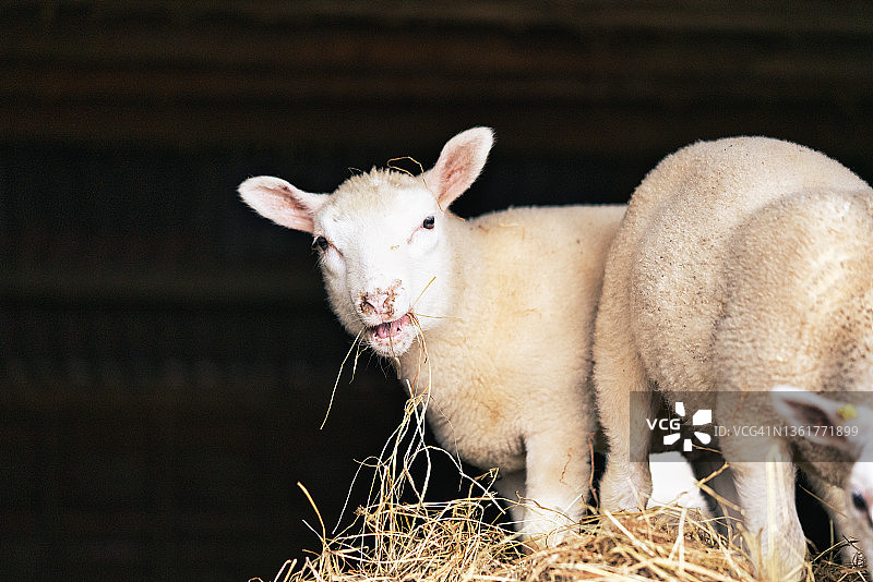 农场里在草垛上休息玩耍的初生小羊羔图片素材