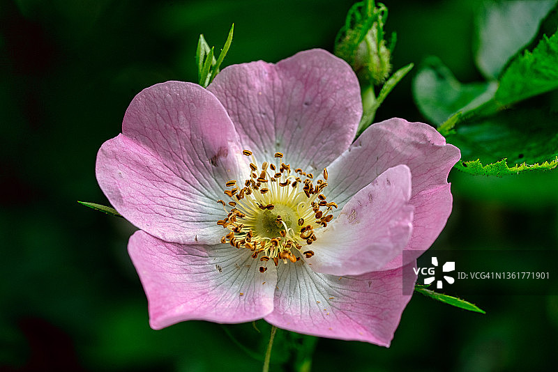 美丽的粉色花朵特写图片素材