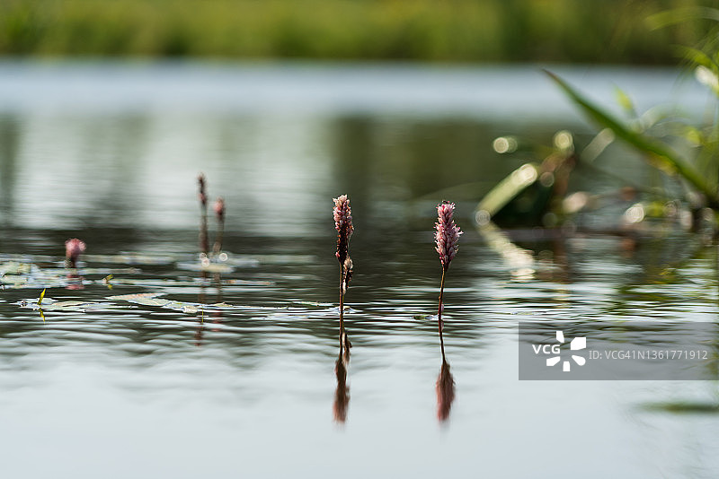 水下植物美丽的粉红色花朵朝向阳光图片素材