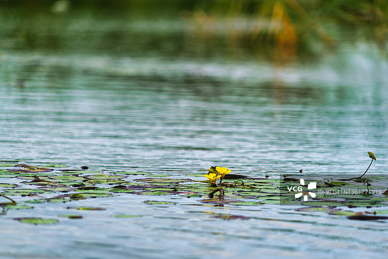 水下植物美丽黄色花朵朝着阳光图片素材