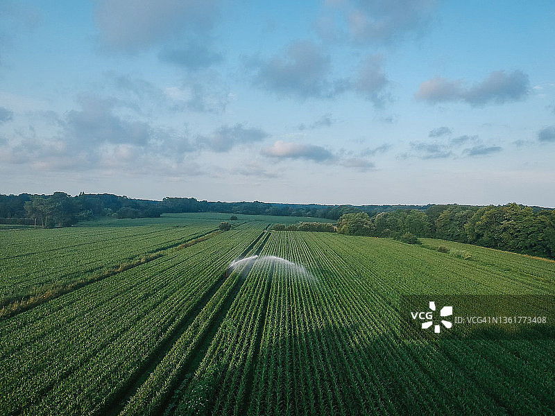 夏季，自动农业灌溉系统正在灌溉巨大的玉米田。图片素材