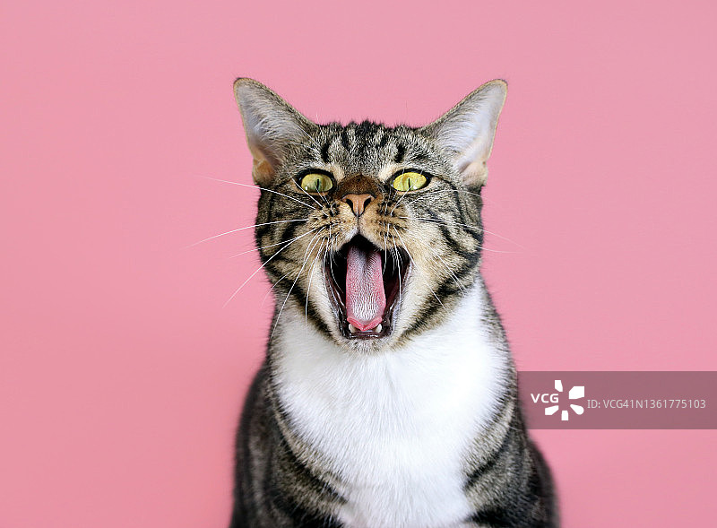猫咪喵喵叫，打哈欠，张着嘴，玫瑰金粉色背景图片素材