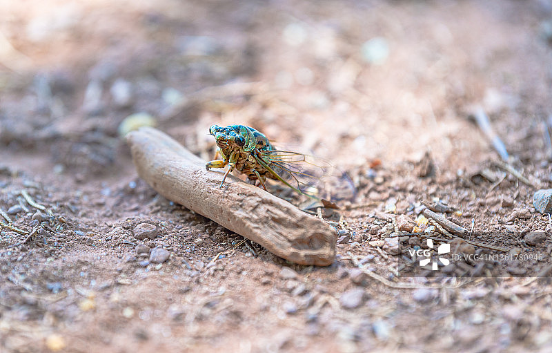 前腿放在棍子上的Neotibicen或年度蝉图片素材