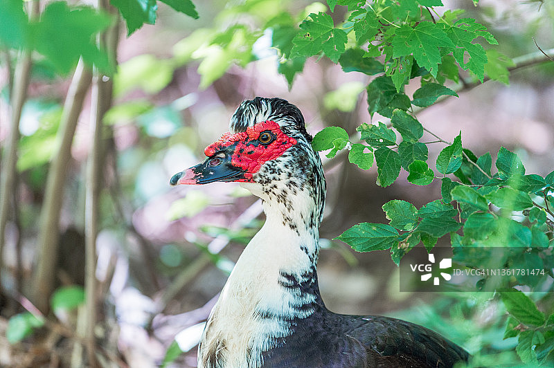 特写：雄性麝香鸭的头像，周围是绿叶图片素材