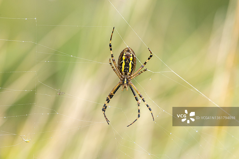 鬼面蜘蛛图片素材