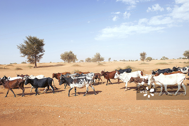 萨赫勒牛群走过布基纳法索多里郊外近乎荒漠的景观图片素材