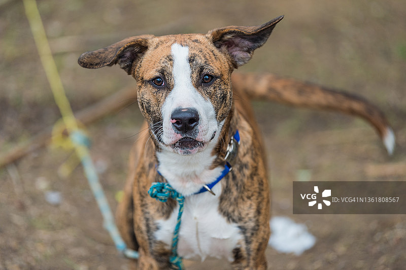被绳子拴在户外的可爱小狗图片素材
