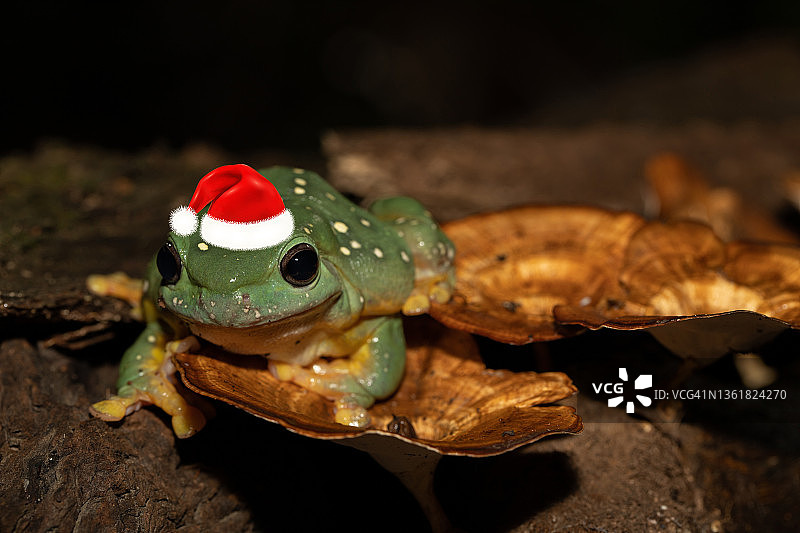 蘑菇上的绿色斑点蛙图片素材