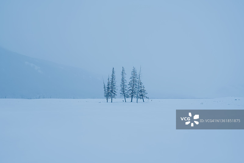 阴天雪地里的树木图片素材