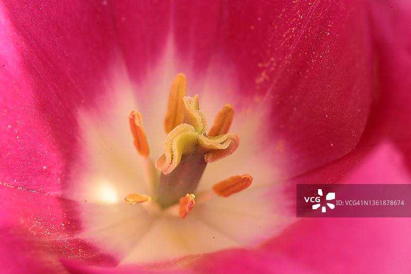 郁金香花心图片素材