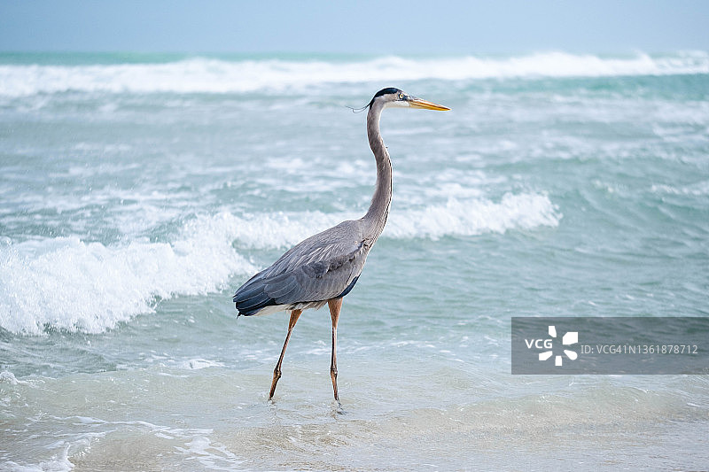 海滩上的大蓝鹭图片素材