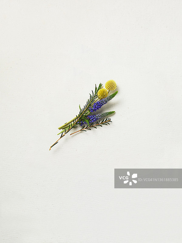 金槌花和婆婆纳图片素材