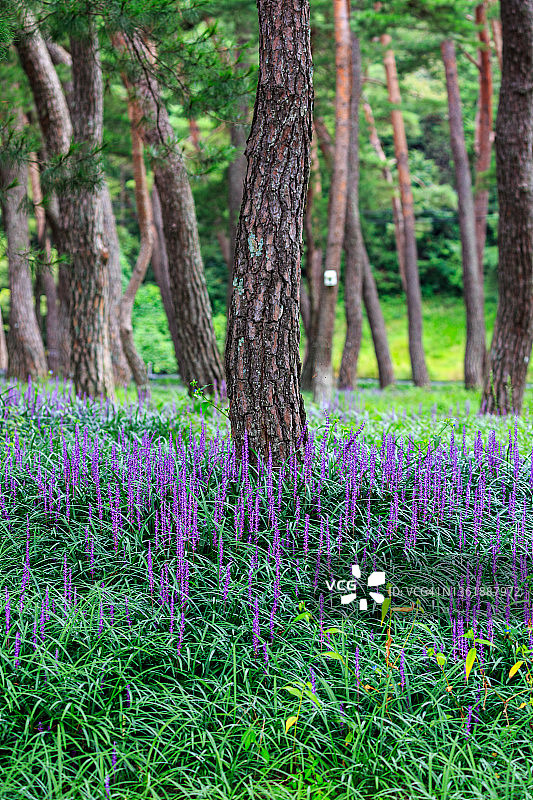 韩国尚州大花麦冬森林风景图片素材