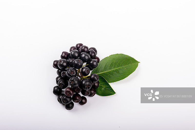 阿罗尼亚图片素材