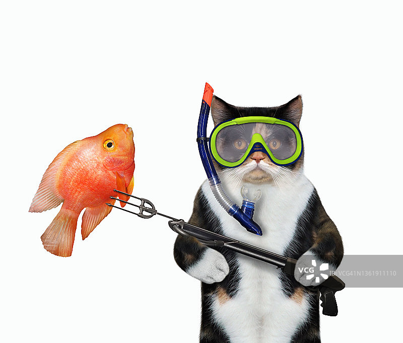 猫咪用鱼叉捕捞彩色金鱼图片素材