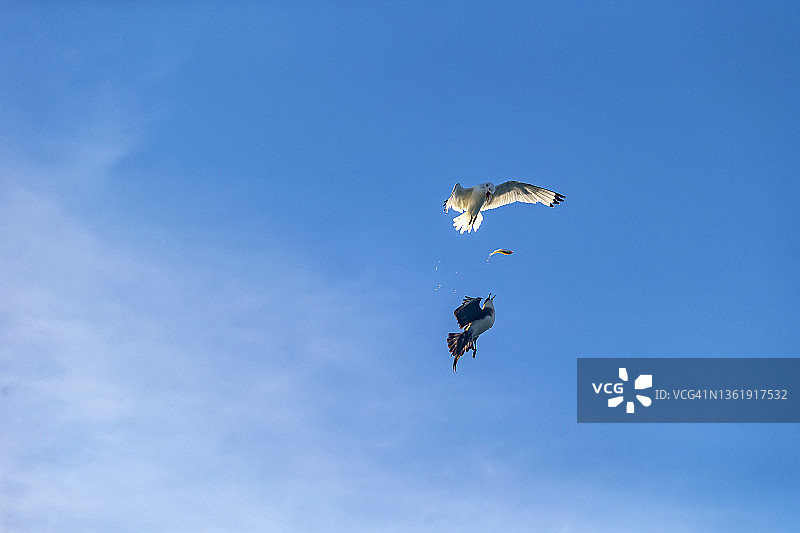 北极贼鸥大战小鸥图片素材