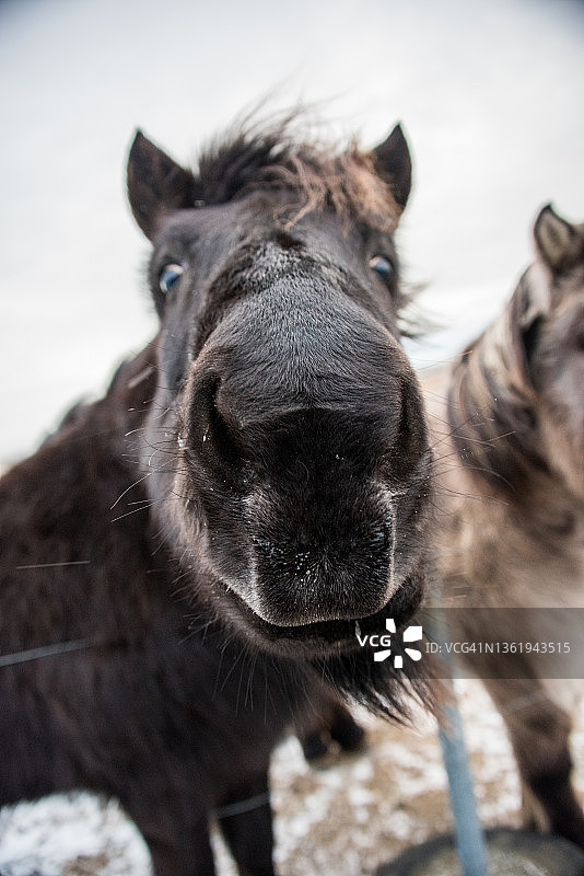 冰岛马特写图片素材