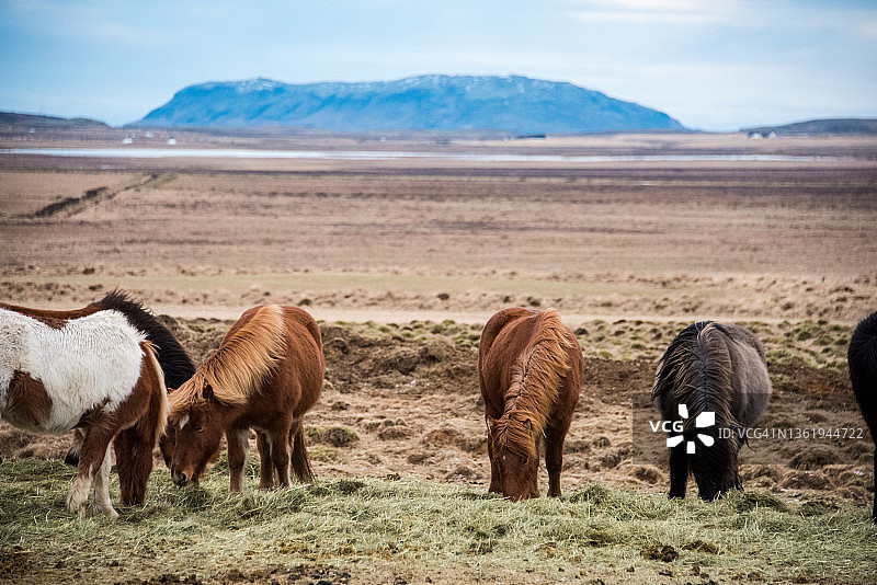 以山为背景吃草的冰岛马图片素材