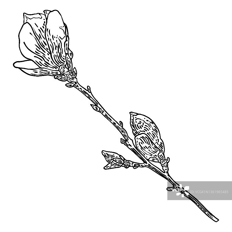 白色背景中带有树叶的春天玉兰花枝，手绘矢量图图片素材