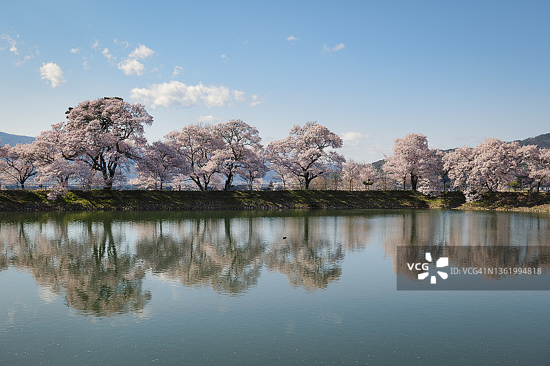 长野县伊那市六道之堤盛开的樱花图片素材