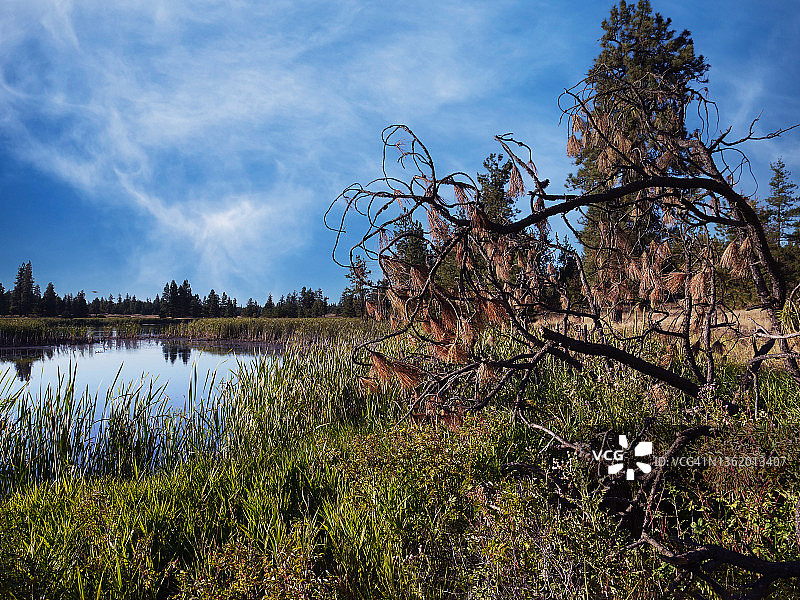 黑马湖 - 特恩布尔国家野生动物保护区 - 华盛顿州图片素材