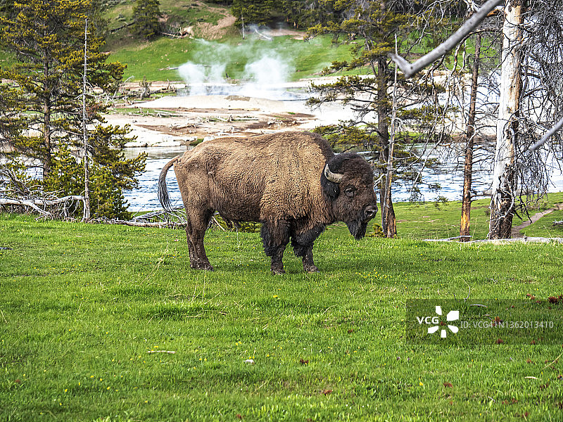 海登谷间歇泉区的公野牛图片素材