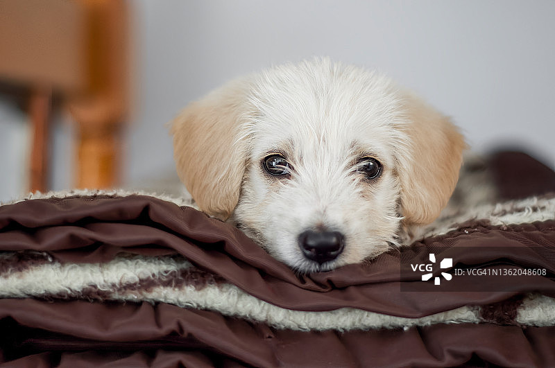 在床上放松的小狗图片素材