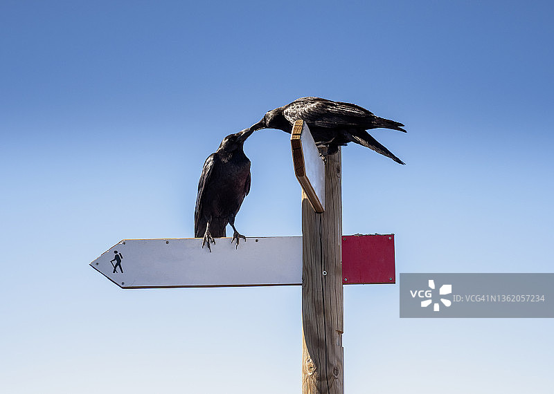 方向指示牌，山上的木制标志牌，清澈的天空背景图片素材