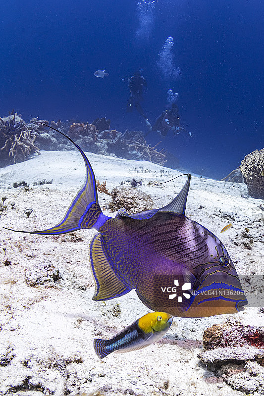 水下热带鱼与潜水员背景图片素材