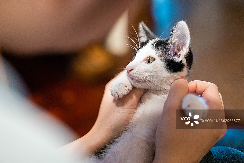 膝盖上的小猫图片素材