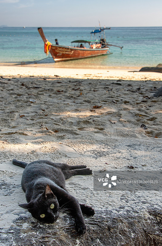 猫咪在泰国皮皮岛维京海滩休息图片素材