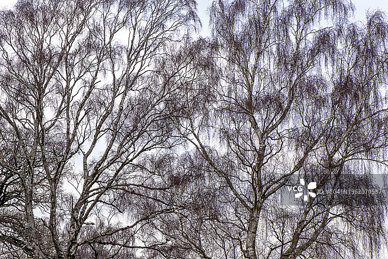 英格兰汉普郡新森林中银桦树枝的绝美剪影图片素材