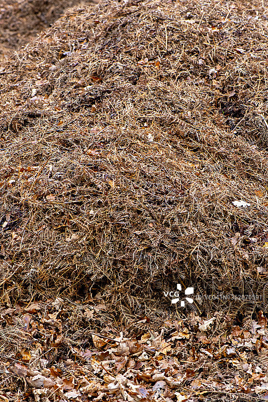 红木蚁巢的特写图片素材