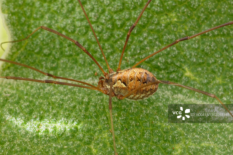 欧洲长脚蛛图片素材