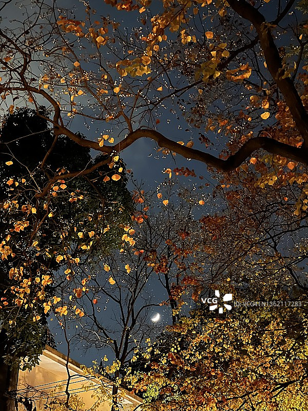 冬季夜晚的黄色树叶与美丽月光图片素材