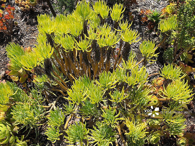 景天属植物图片素材