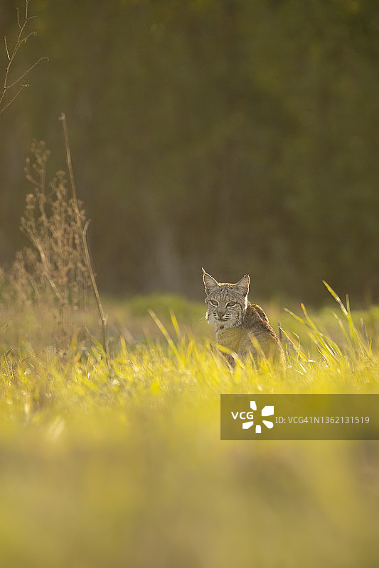 短尾猫狩猎图片素材
