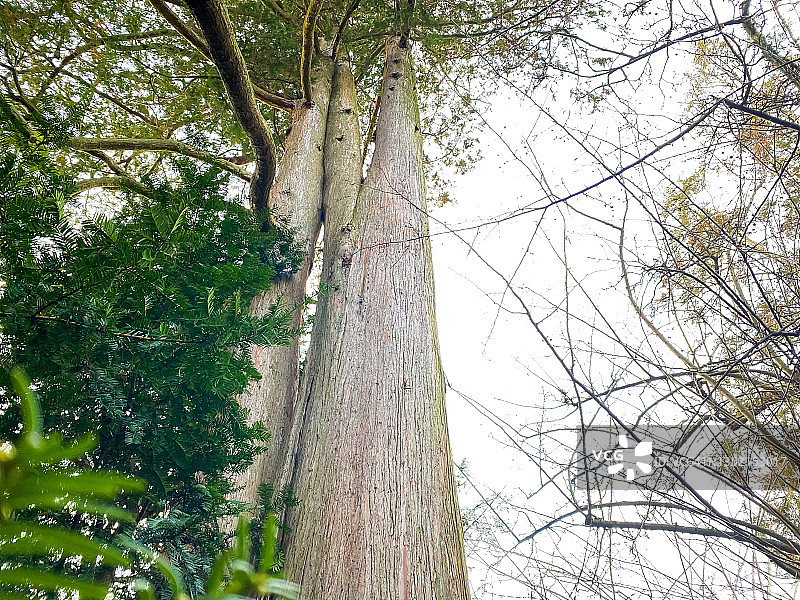 一树三干的自然美景图片素材