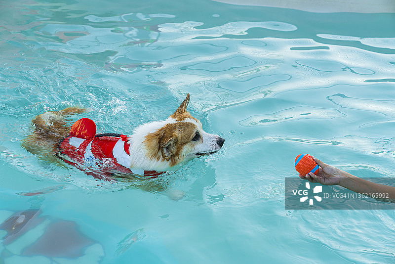 在游泳池里游泳的威尔士柯基犬图片素材