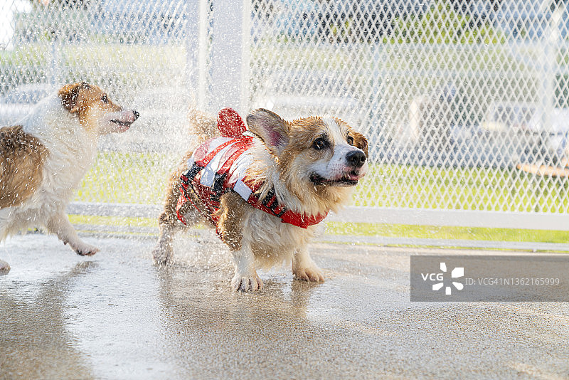 柯基犬在夏日午后游泳后甩水图片素材