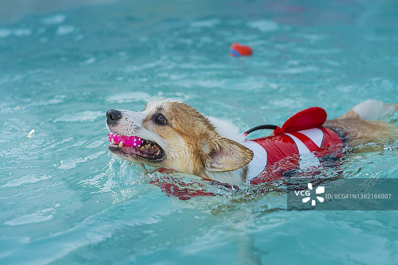 在游泳池里游泳的威尔士柯基犬图片素材