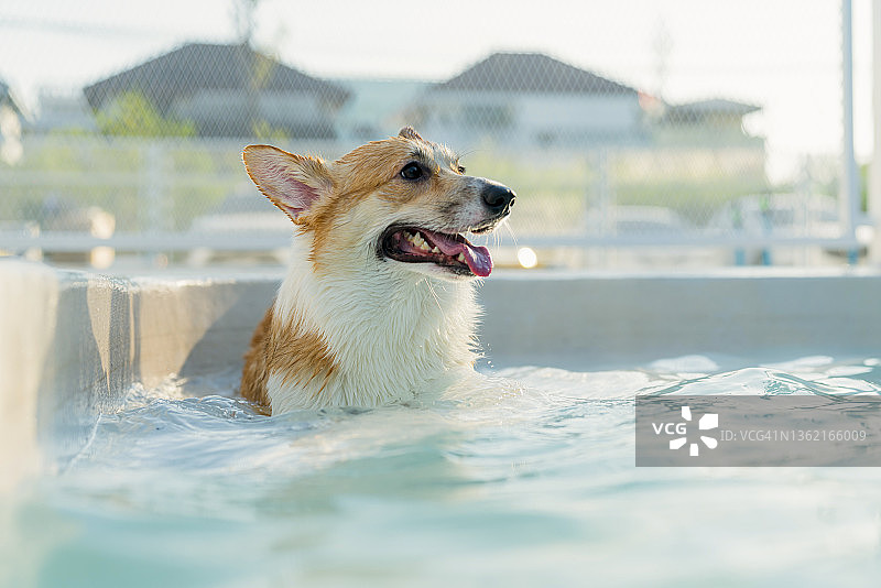 威尔士柯基犬在游泳池训练后放松，高强度犬类训练，用于在水中治疗中进行锻炼和保持健康图片素材