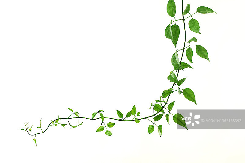 白色背景上的绿色蔓生植物图片素材