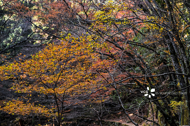 乡间秋叶图片素材