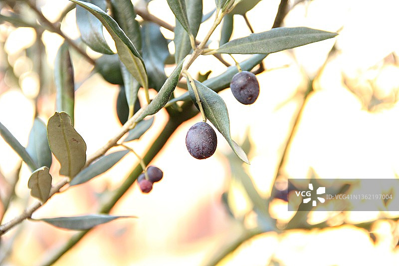树上生长的橄榄特写图片素材